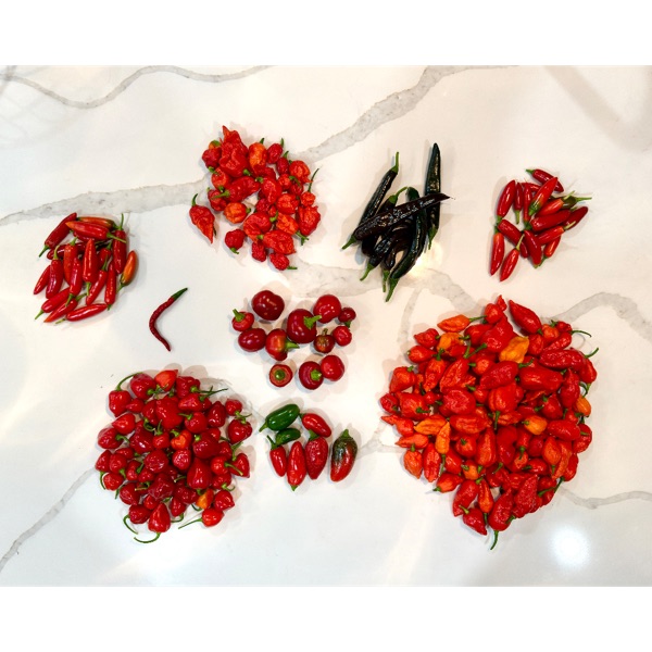 Pepper harvest