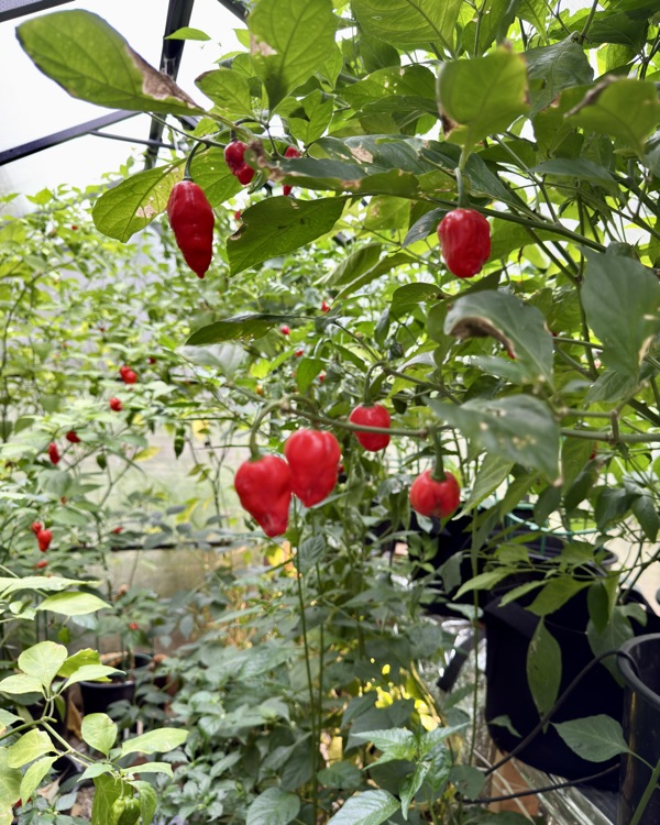 Peppers on vine