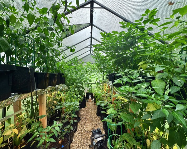 Growing peppers
