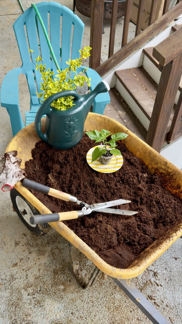 Garden tools and seedlings