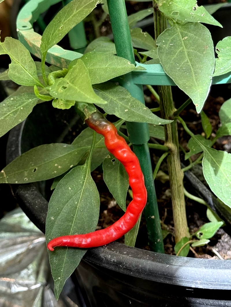 Cayenne Pepper