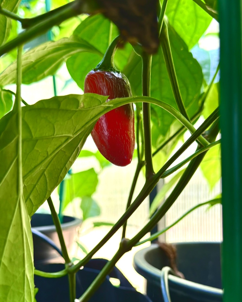 Ghost Pepper