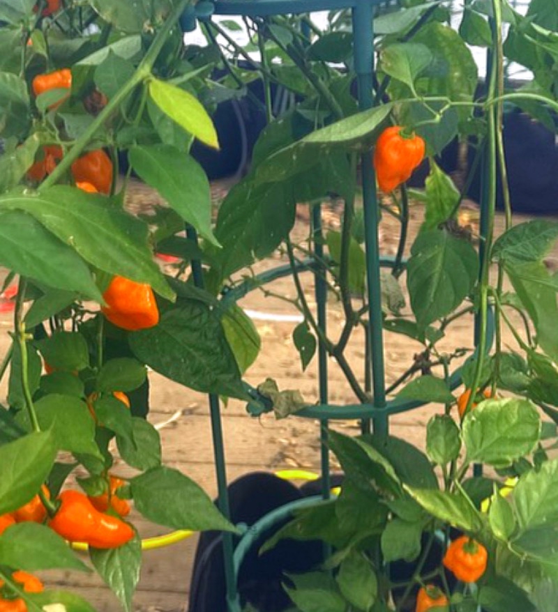 Habanero Pepper