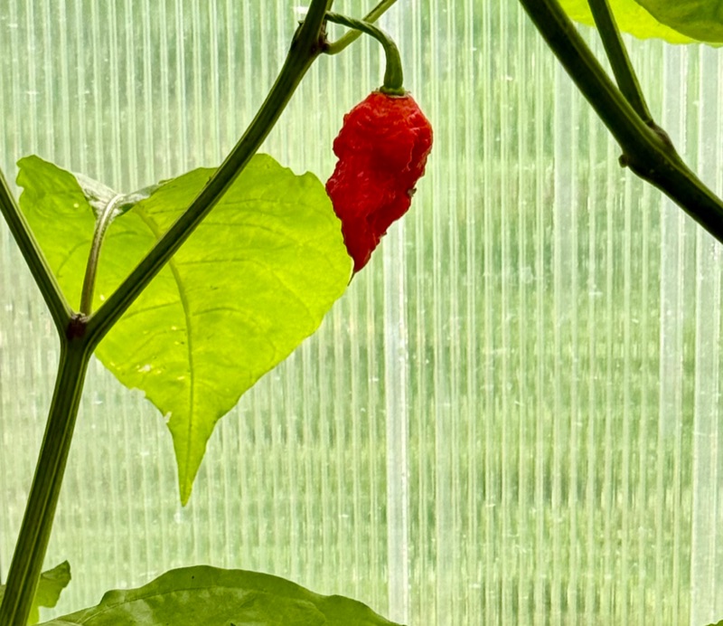 Carolina Reaper Pepper