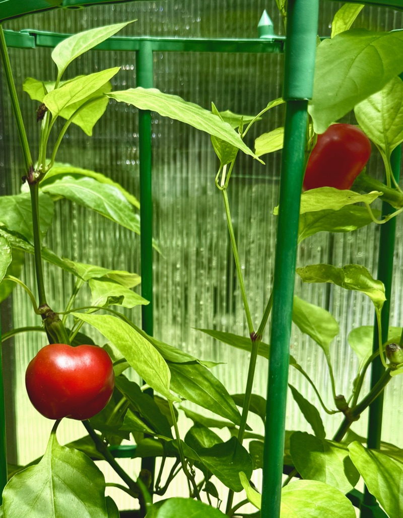 Red Cherry Pepper