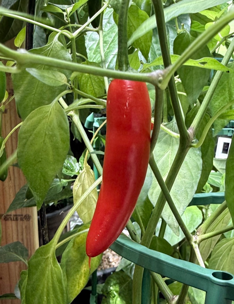 Serrano Pepper